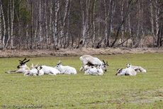 Rentier (5 von 8).jpg